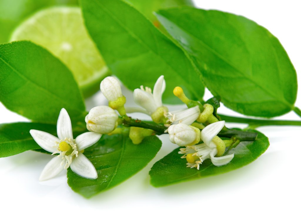 Fresh lime blossoms on white background