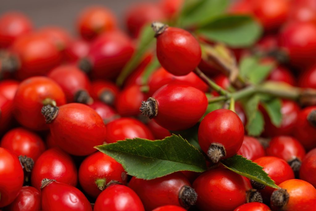 Heap of rose hip, rosa canina, red berries with green leaves