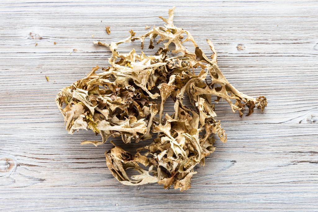 top view of portion of dried Iceland moss on wood