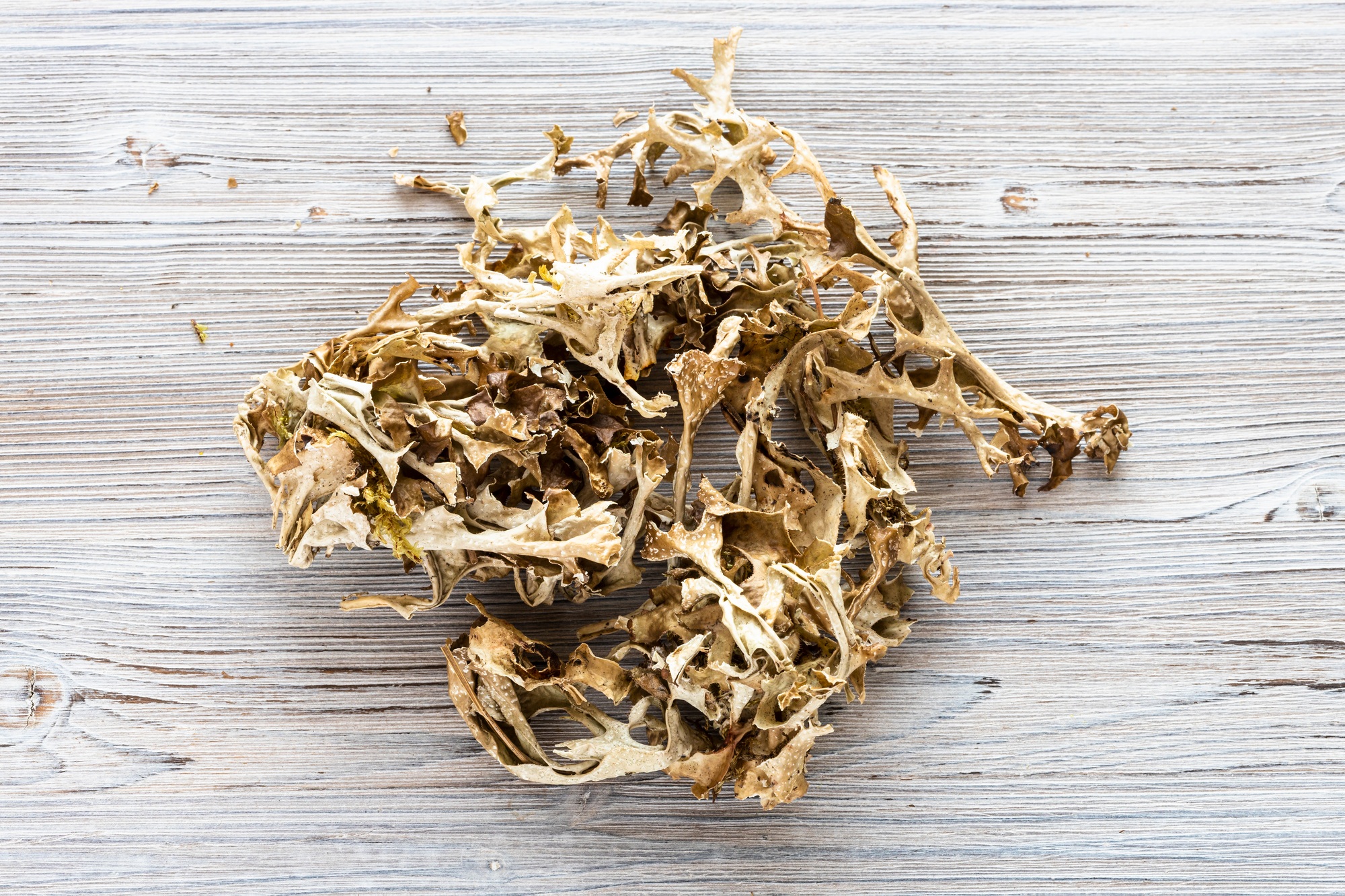 top view of portion of dried Iceland moss on wood